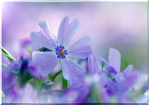 violet flower