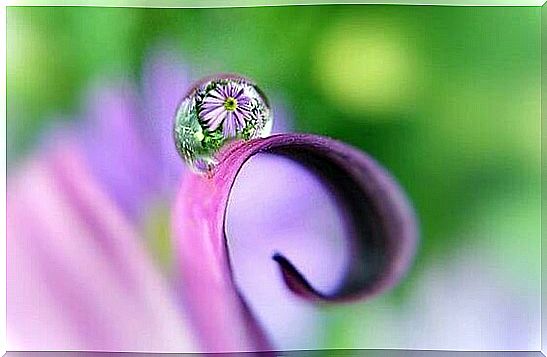 dewdrop in bloom