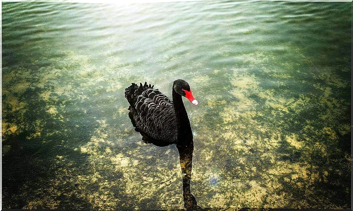 Do you know the Black Swan theory?