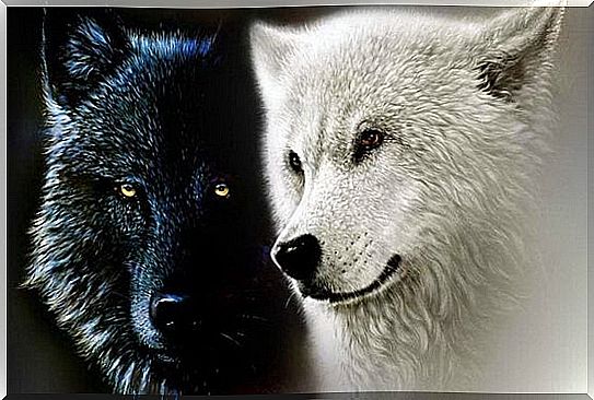 The Cherokee legend of the two wolves and our inner forces